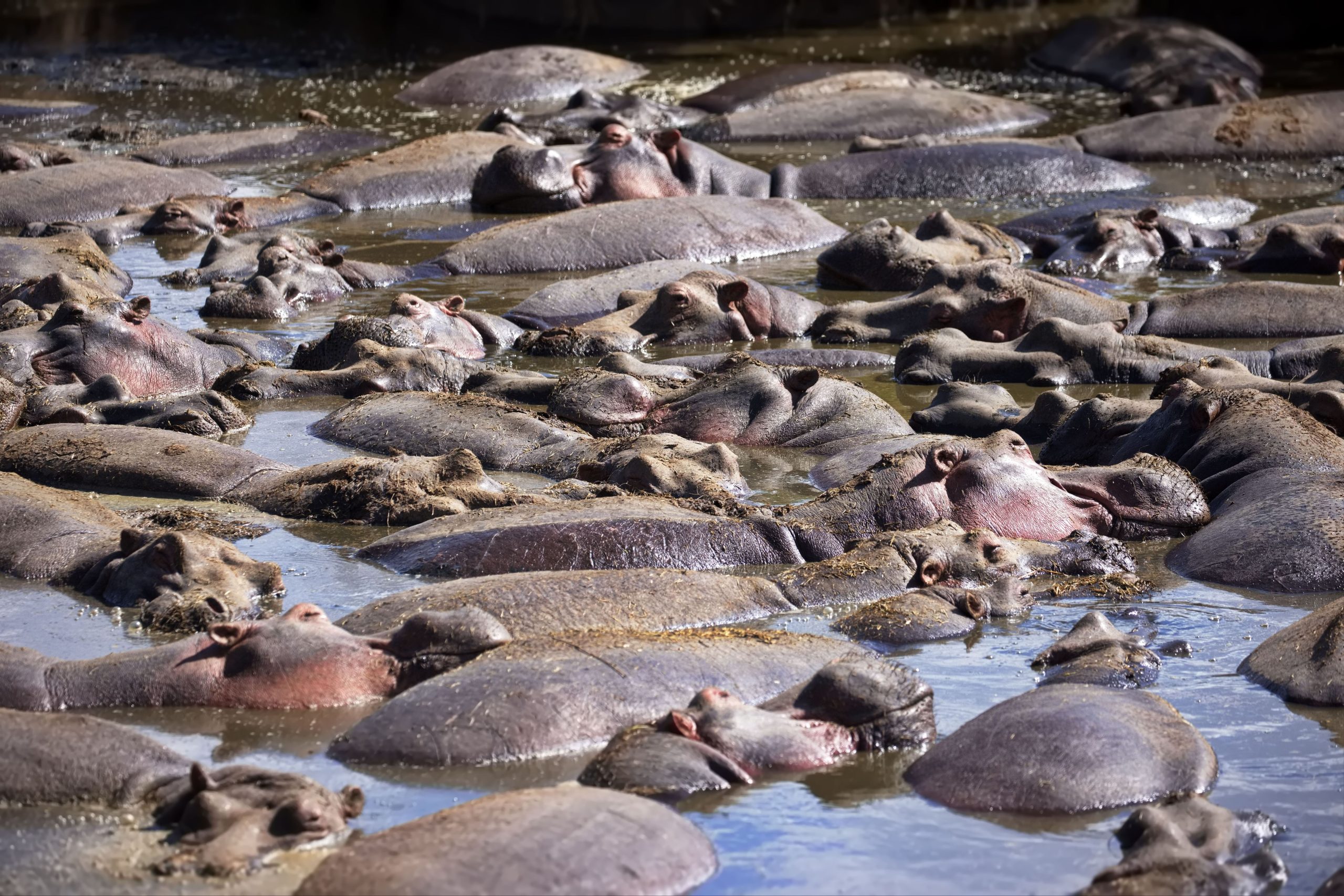 large-group-of-hippos-in-shallow-water-area-with-r-2023-11-27-05-11-48-utc