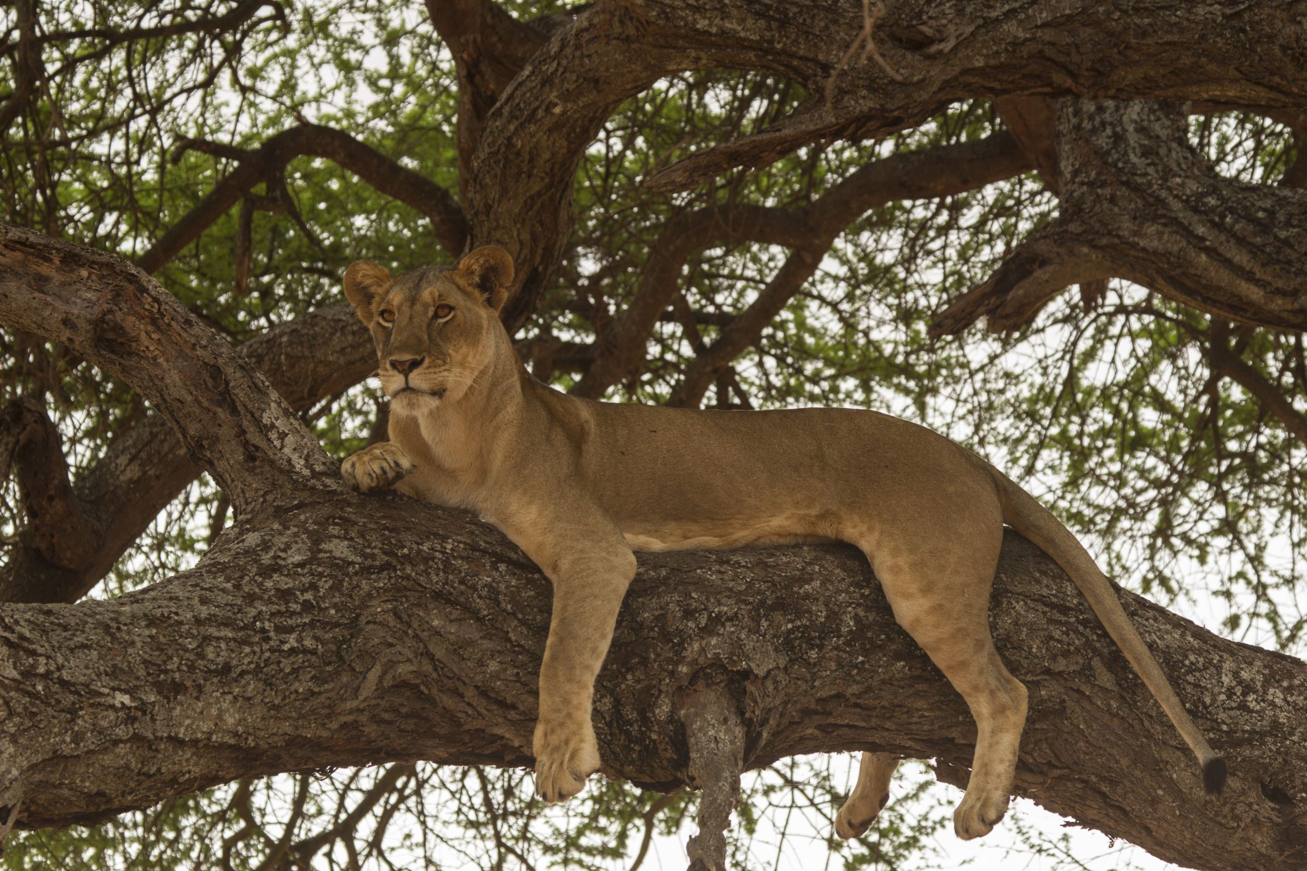 portrait-of-lion-panthera-leo-relaxing-in-tree-2024-06-27-19-50-44-utc