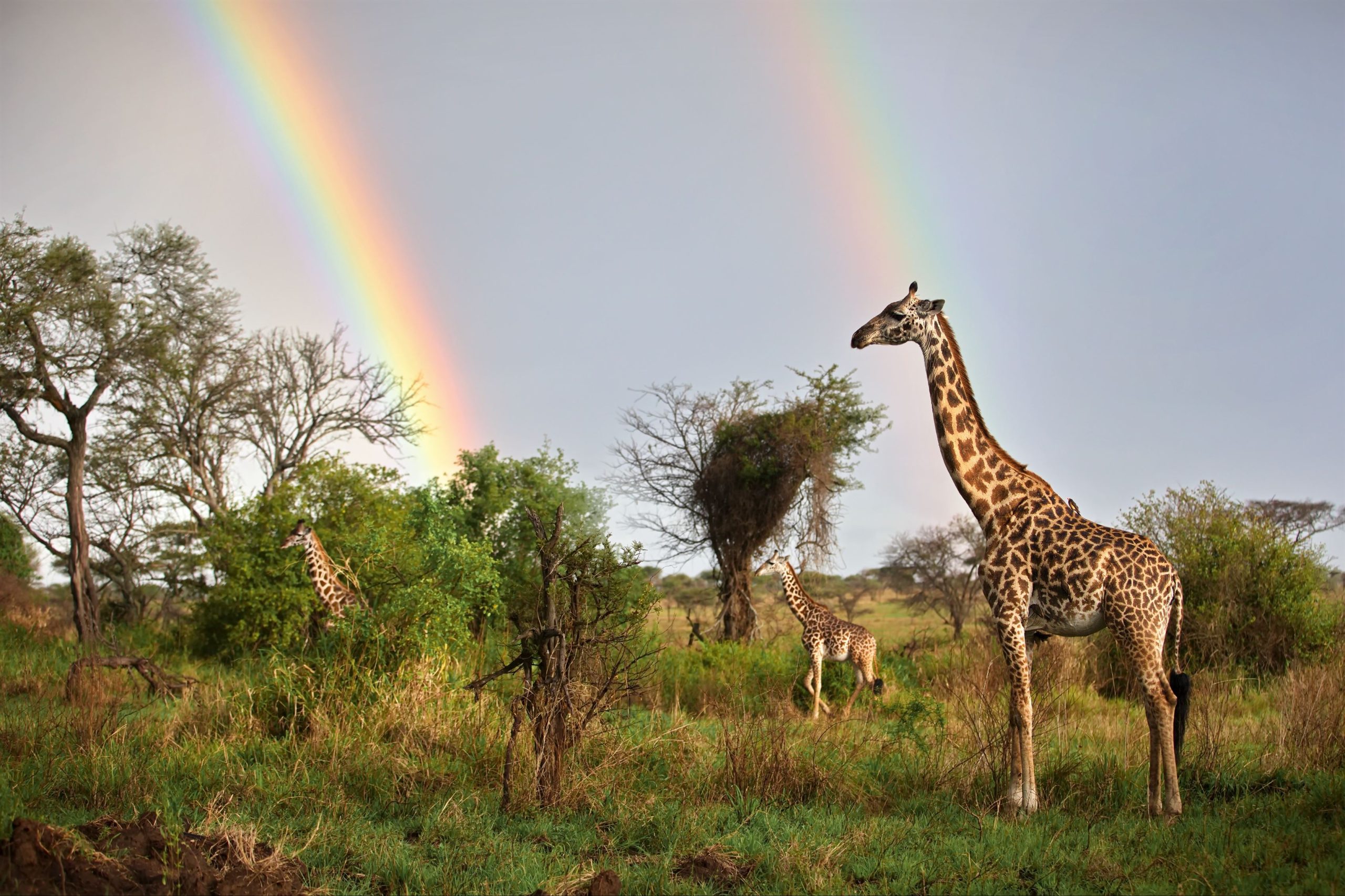 tower-of-giraffes-in-the-field-with-a-rainbow-back-2023-11-27-05-16-22-utc