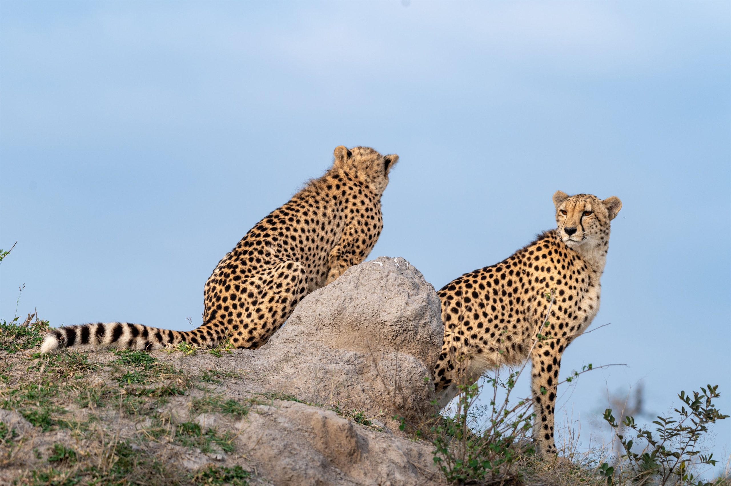 Two cheetah sitting on a mound, Acinonyx jubatus.
