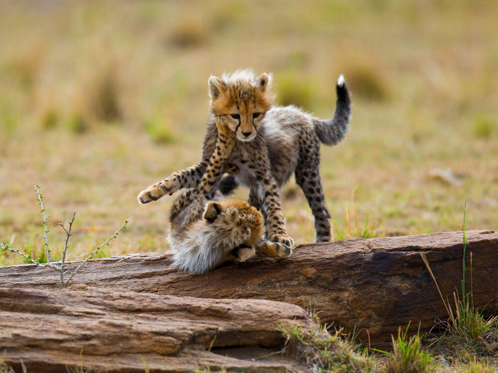 Cheetah,Cubs,Play,With,Each,Other,In,The,Savannah.,Kenya.