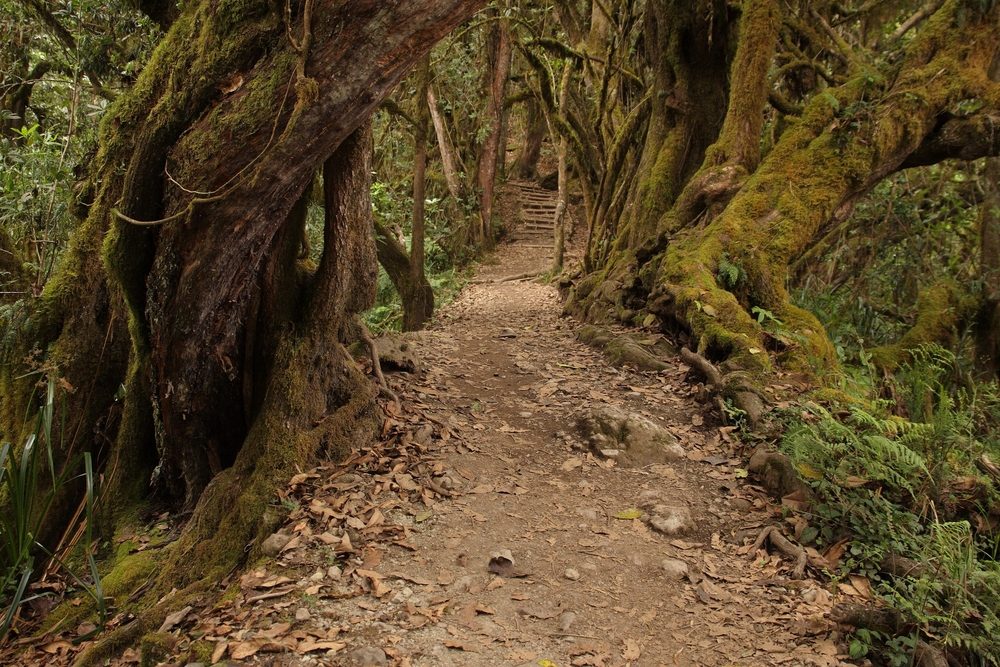 Mount Kilimanjaro National Park rainforest trail