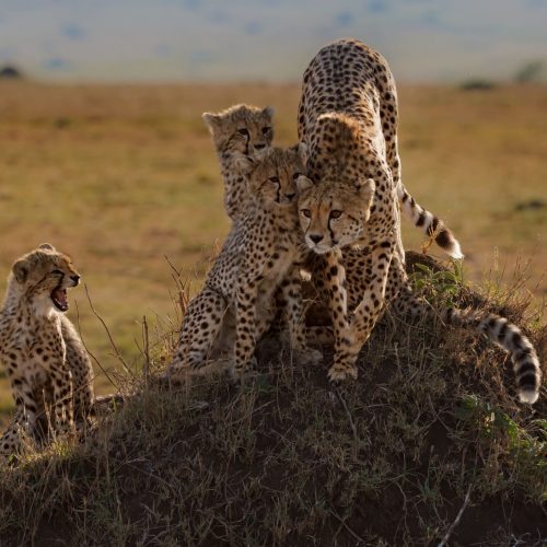 a-cheetah-family-in-africa-2023-11-27-05-27-45-utc Mass Image Compressor Compressed this image. https://sourceforge.net/projects/icompress/ with Quality:80