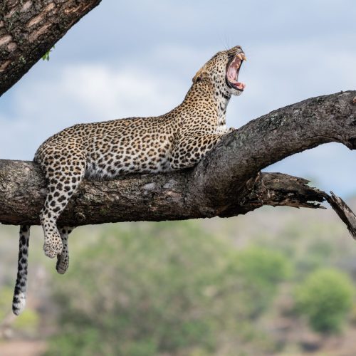 A leopard, Panthera pardus, lies on a branch in a tree and yawns Mass Image Compressor Compressed this image. https://sourceforge.net/projects/icompress/ with Quality:80