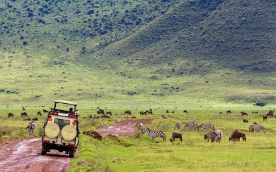 closeup-shot-of-a-touring-car-wildebeest-and-zeb-2023-11-27-05-16-01-utc Mass Image Compressor Compressed this image. https://sourceforge.net/projects/icompress/ with Quality:80