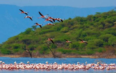 Flock of flamingos wading in the shallow lagoon water Mass Image Compressor Compressed this image. https://sourceforge.net/projects/icompress/ with Quality:80