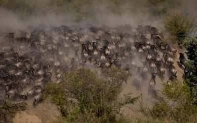 large-group-of-wildebeests-running-in-the-dust-ma-2023-11-27-05-14-15-utc Mass Image Compressor Compressed this image. https://sourceforge.net/projects/icompress/ with Quality:80