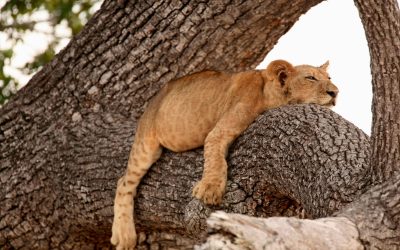 lion-panthera-leo-cub-sleeping-in-tree-selous-n-2023-11-27-04-51-31-utc Lion (Panthera leo) cub sleeping in tree, Selous National Park, Tanzania, Africa Mass Image Compressor Compressed this image. https://sourceforge.net/projects/icompress/ with Quality:80